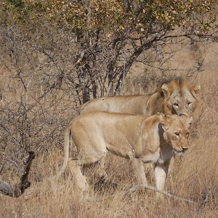 Mbizi Bush Lodge Grietjie Game Reserve 外观 照片