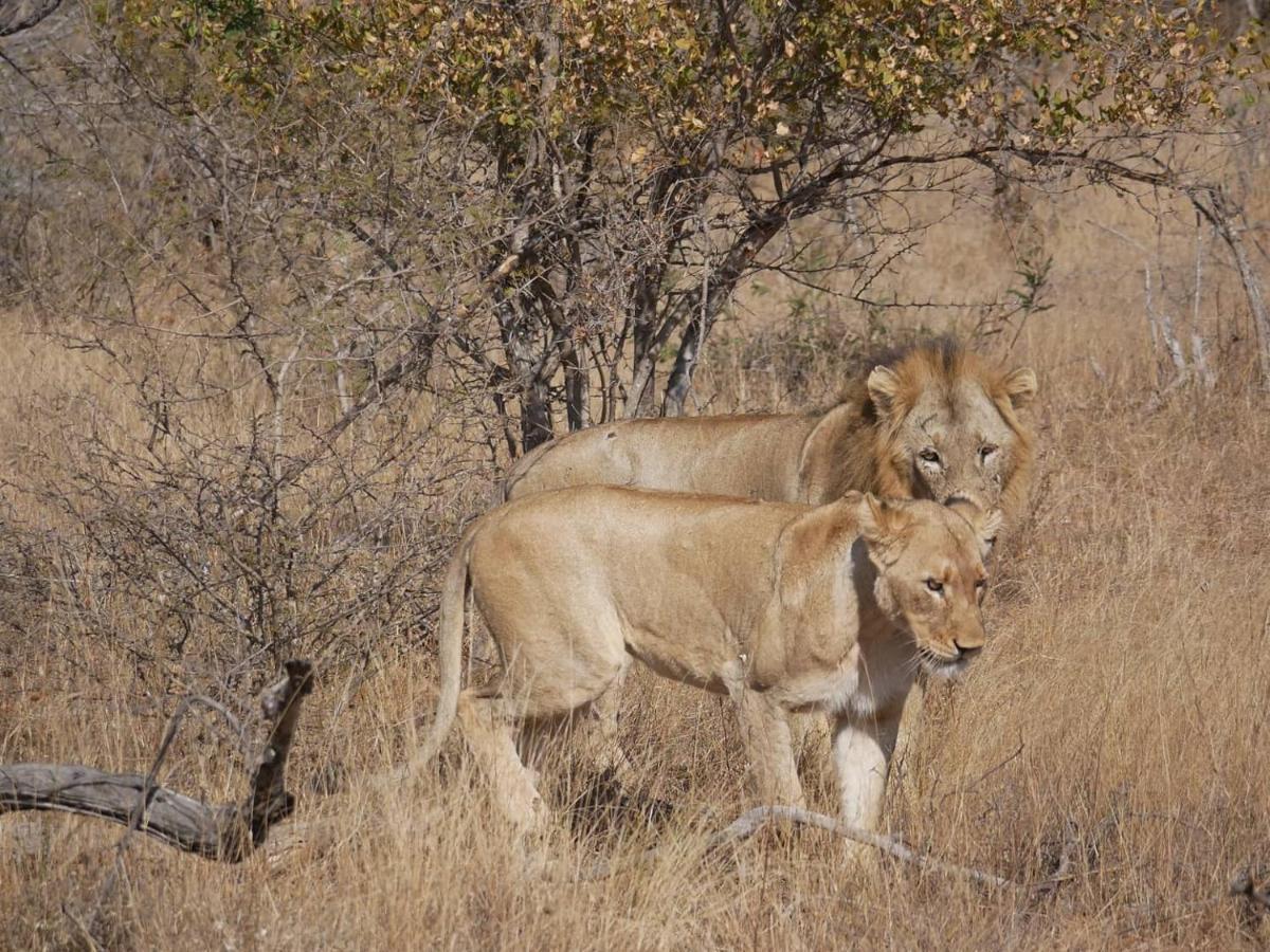 Mbizi Bush Lodge Grietjie Game Reserve 外观 照片