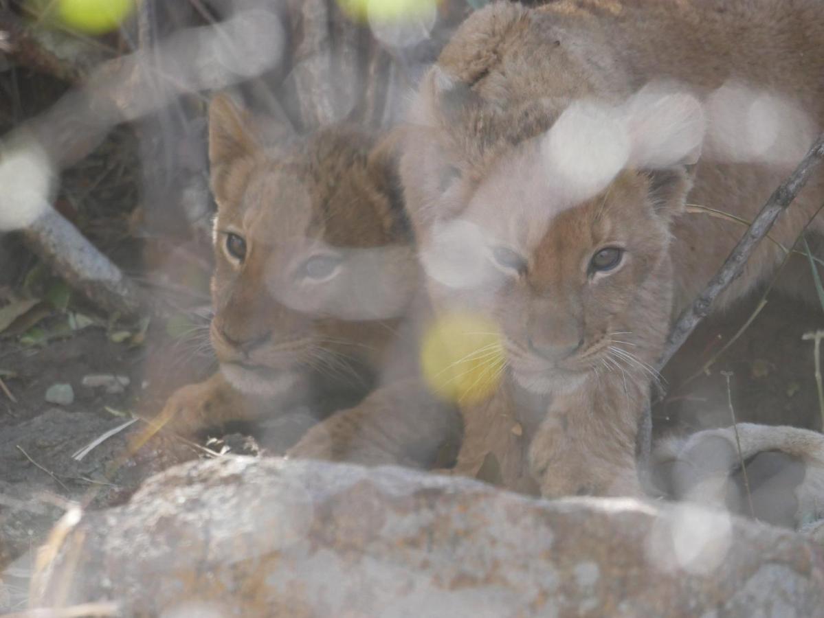 Mbizi Bush Lodge Grietjie Game Reserve 外观 照片