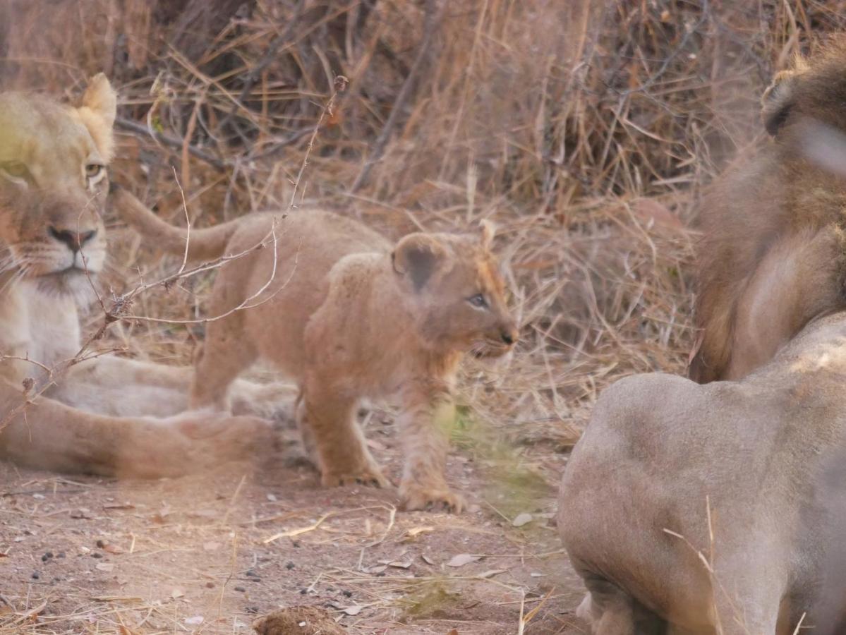 Mbizi Bush Lodge Grietjie Game Reserve 外观 照片