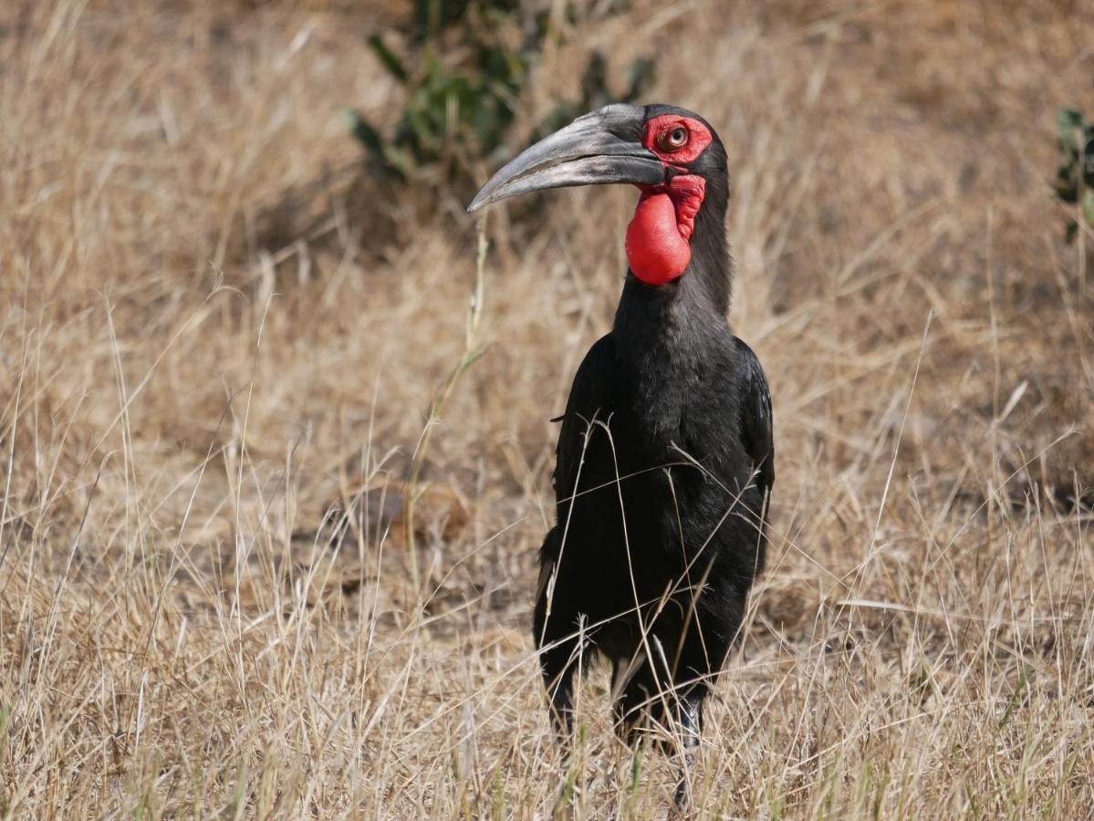 Mbizi Bush Lodge Grietjie Game Reserve 外观 照片