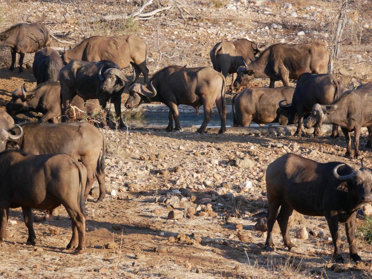 Mbizi Bush Lodge Grietjie Game Reserve 外观 照片