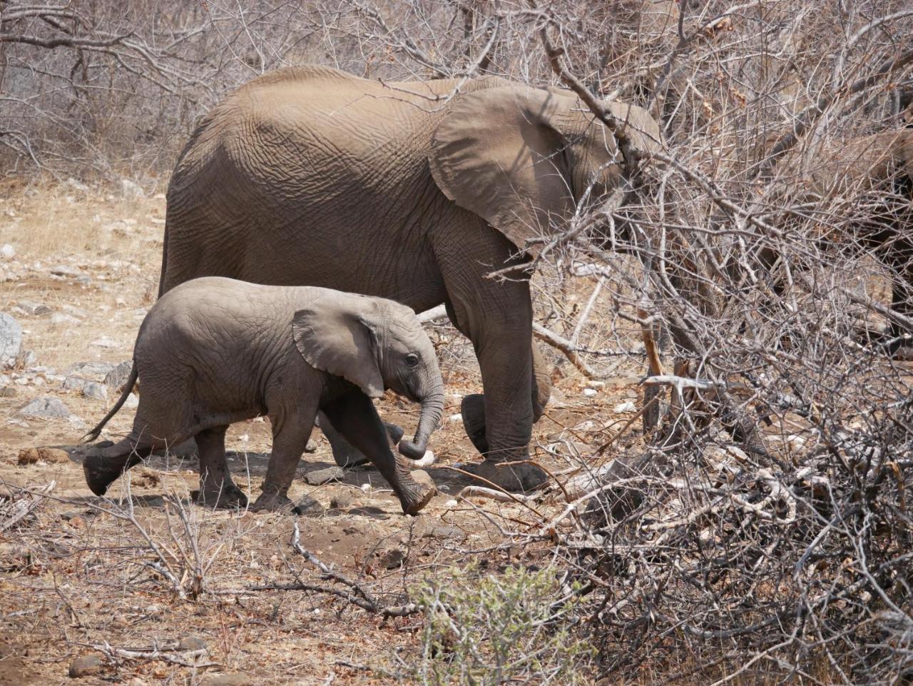 Mbizi Bush Lodge Grietjie Game Reserve 外观 照片