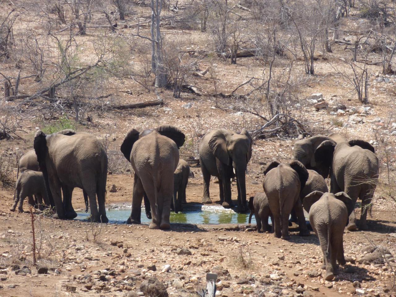 Mbizi Bush Lodge Grietjie Game Reserve 外观 照片