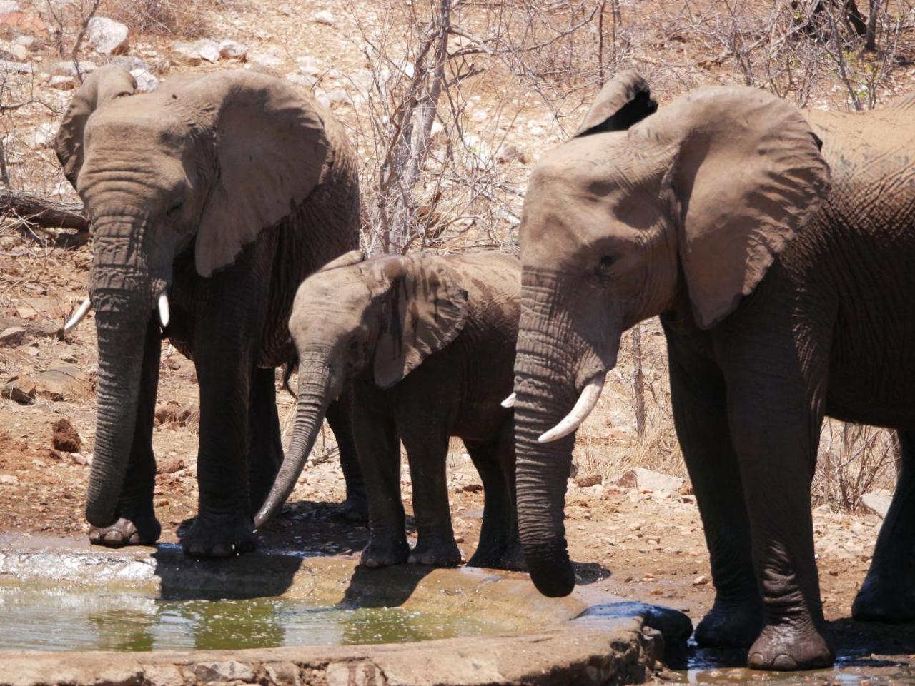 Mbizi Bush Lodge Grietjie Game Reserve 外观 照片