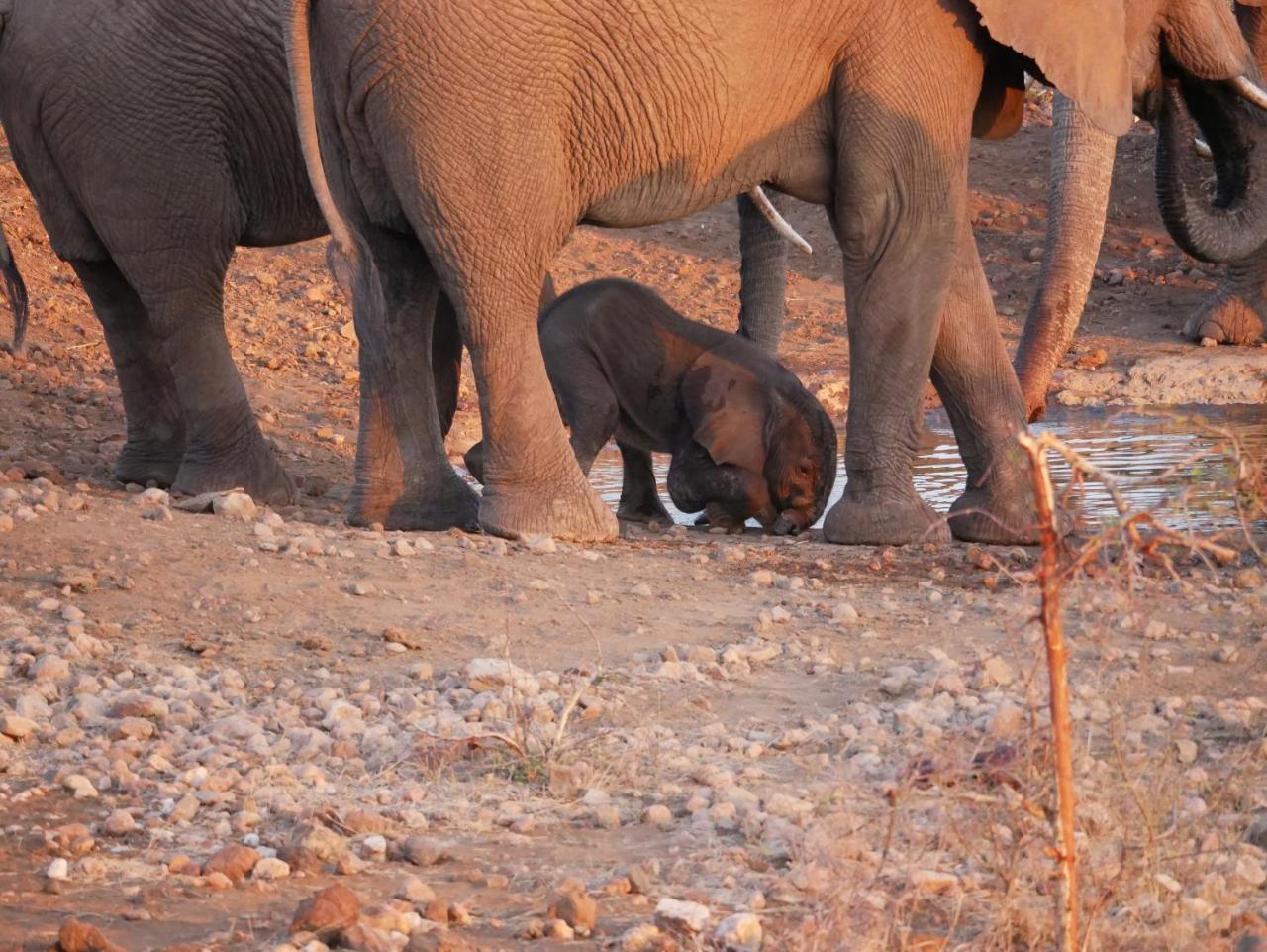 Mbizi Bush Lodge Grietjie Game Reserve 外观 照片