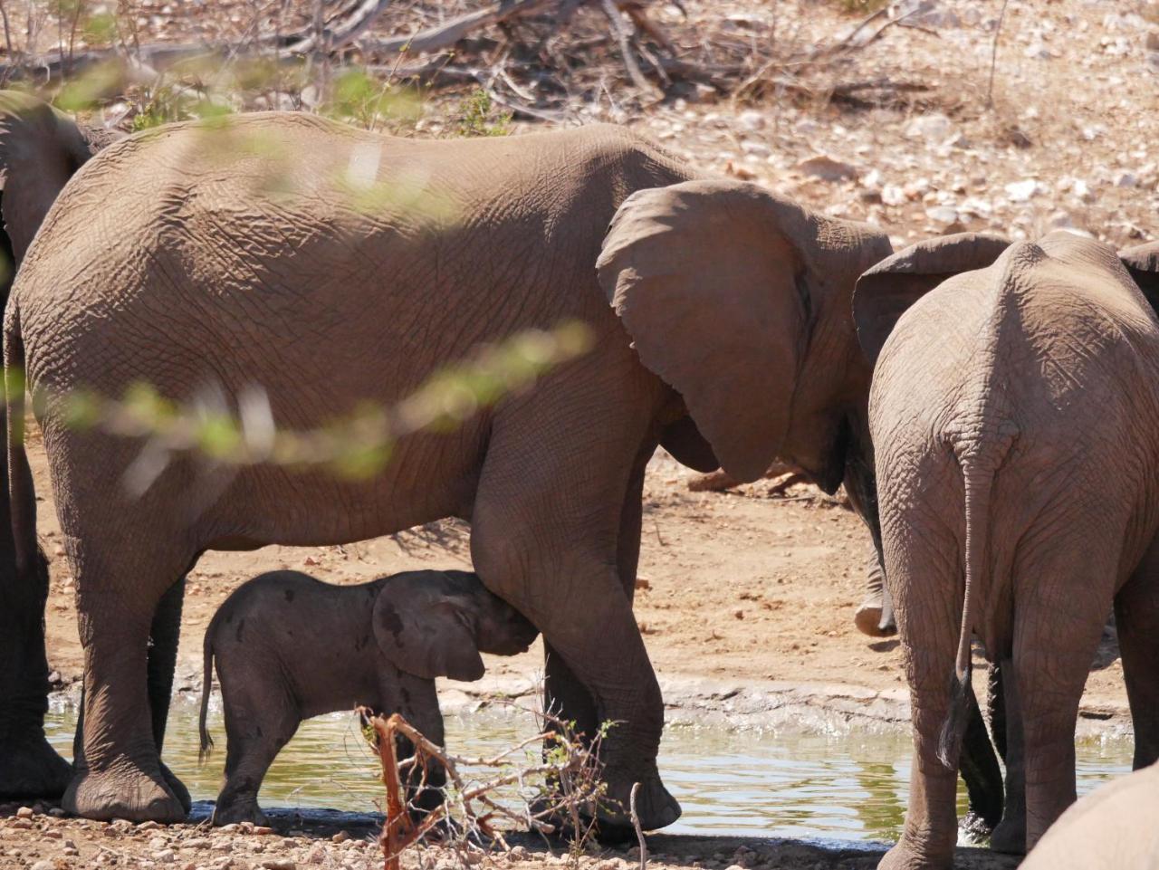 Mbizi Bush Lodge Grietjie Game Reserve 外观 照片