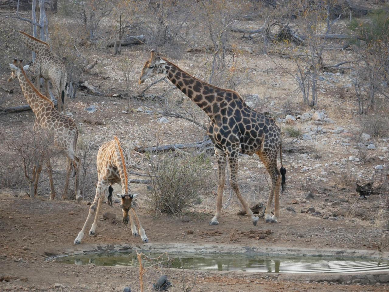 Mbizi Bush Lodge Grietjie Game Reserve 外观 照片