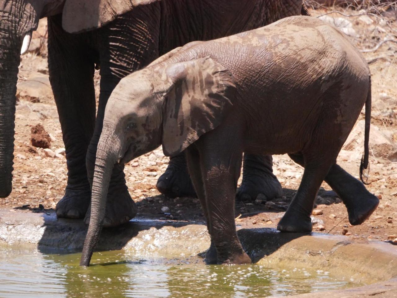 Mbizi Bush Lodge Grietjie Game Reserve 外观 照片