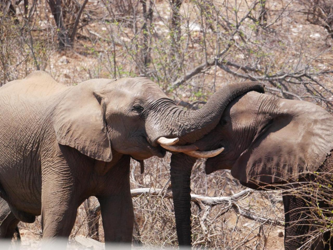 Mbizi Bush Lodge Grietjie Game Reserve 外观 照片