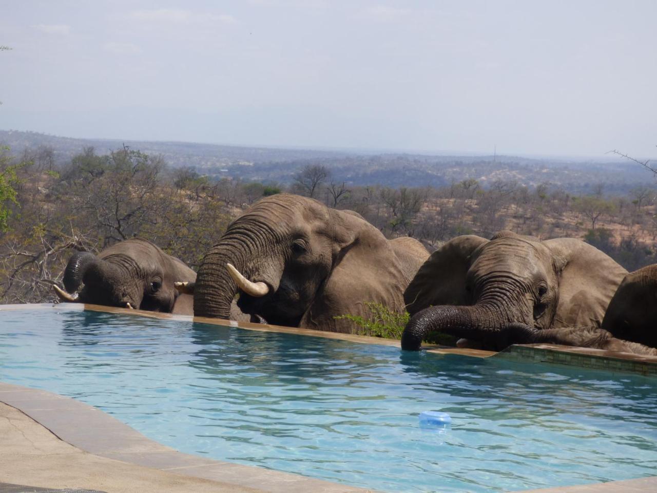 Mbizi Bush Lodge Grietjie Game Reserve 外观 照片