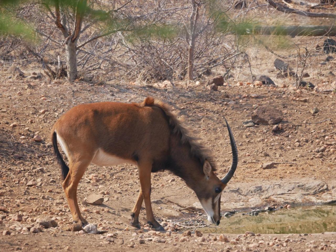 Mbizi Bush Lodge Grietjie Game Reserve 外观 照片