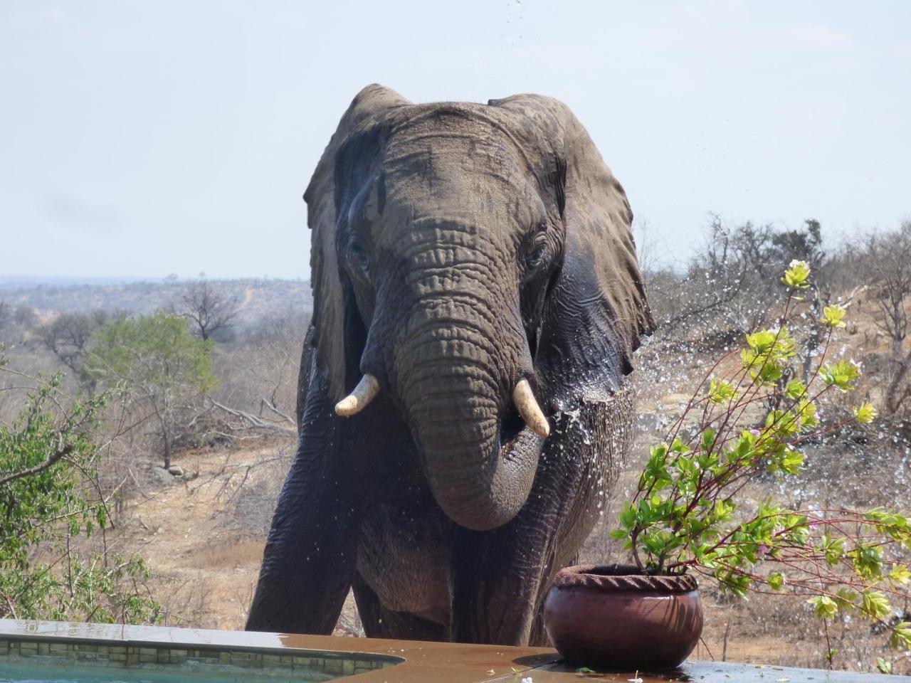 Mbizi Bush Lodge Grietjie Game Reserve 外观 照片