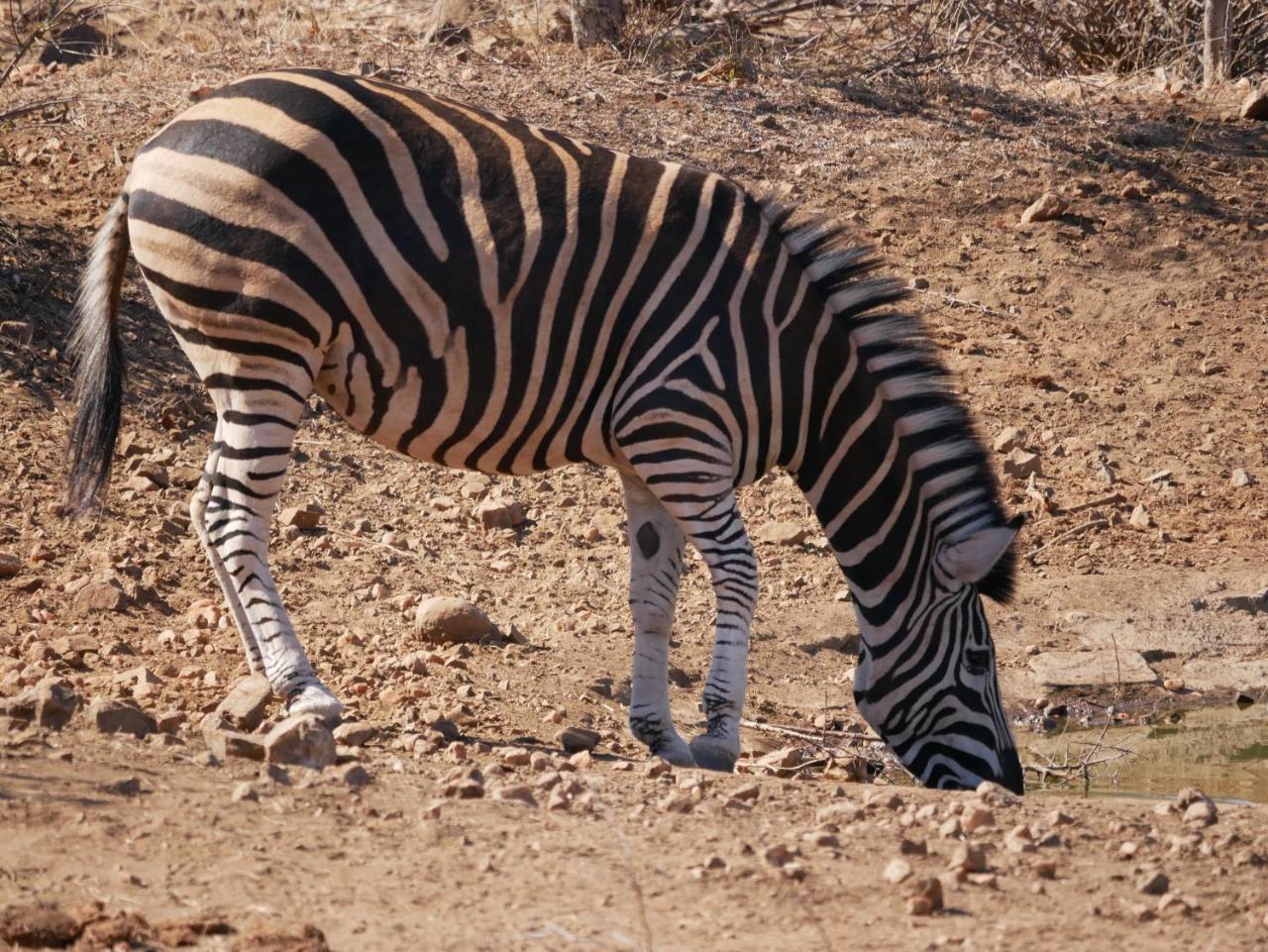 Mbizi Bush Lodge Grietjie Game Reserve 外观 照片