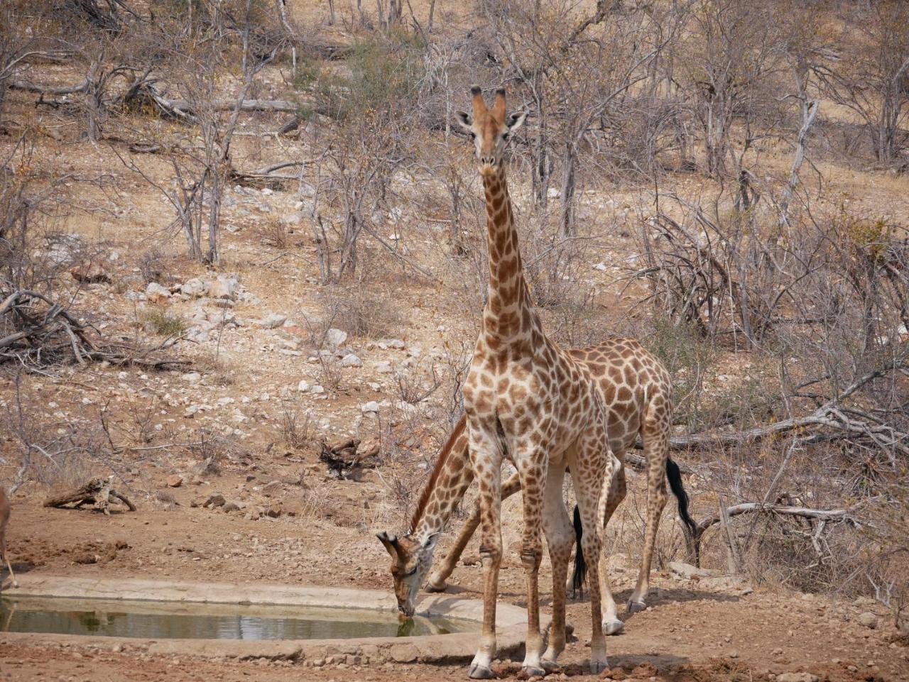 Mbizi Bush Lodge Grietjie Game Reserve 外观 照片