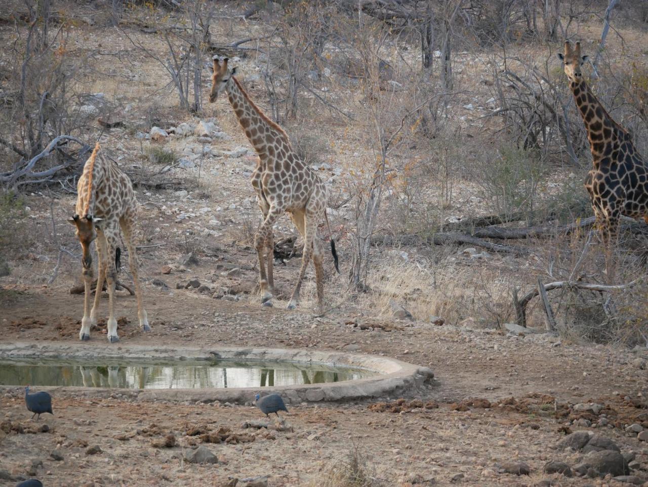 Mbizi Bush Lodge Grietjie Game Reserve 外观 照片