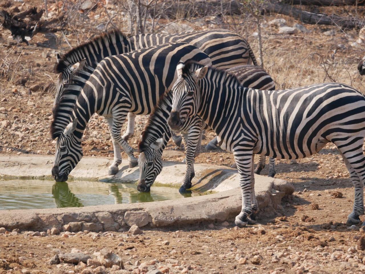 Mbizi Bush Lodge Grietjie Game Reserve 外观 照片