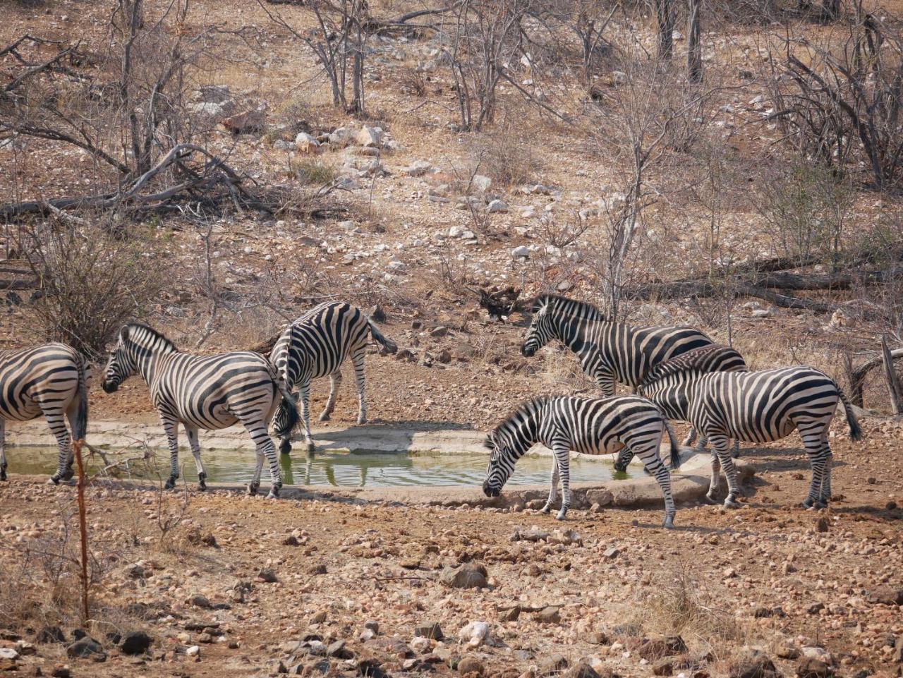 Mbizi Bush Lodge Grietjie Game Reserve 外观 照片