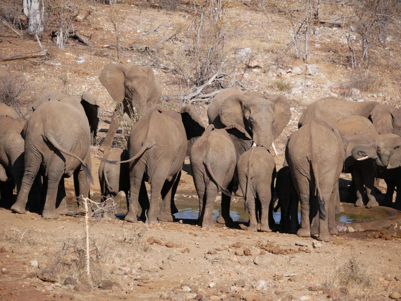 Mbizi Bush Lodge Grietjie Game Reserve 外观 照片