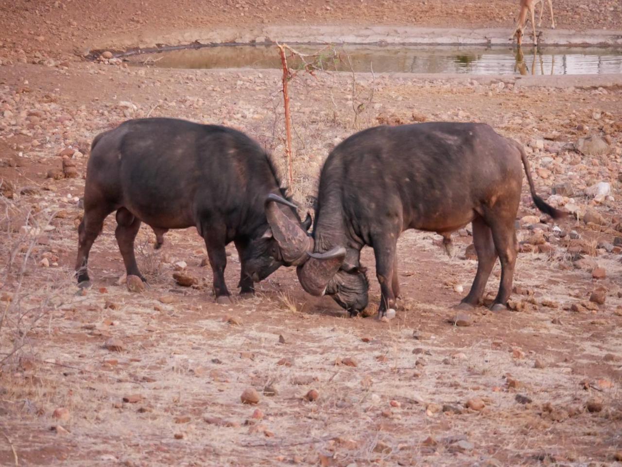 Mbizi Bush Lodge Grietjie Game Reserve 外观 照片