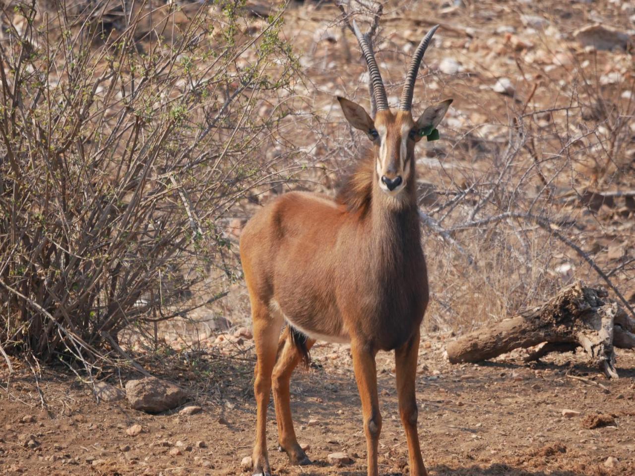 Mbizi Bush Lodge Grietjie Game Reserve 外观 照片