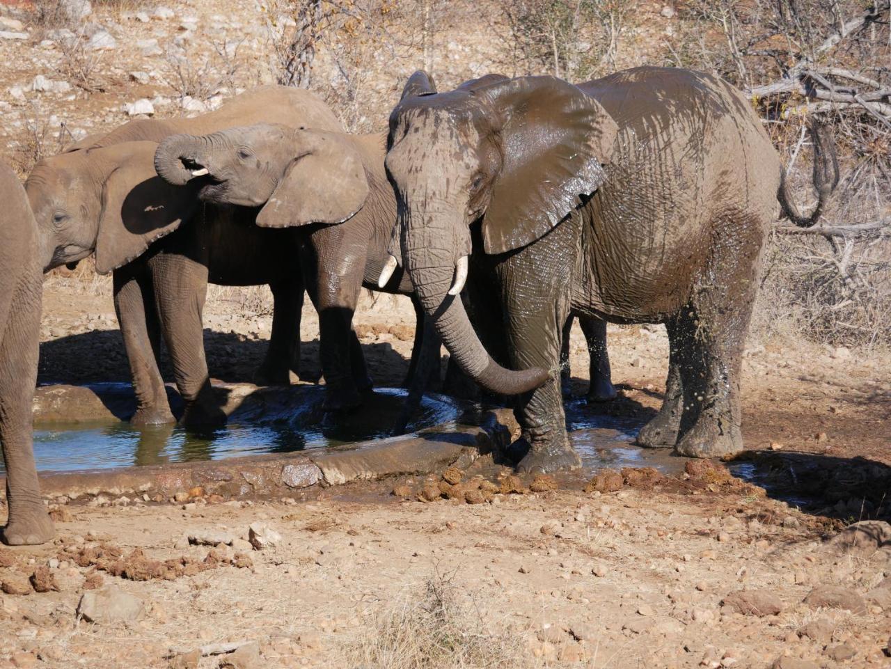 Mbizi Bush Lodge Grietjie Game Reserve 外观 照片