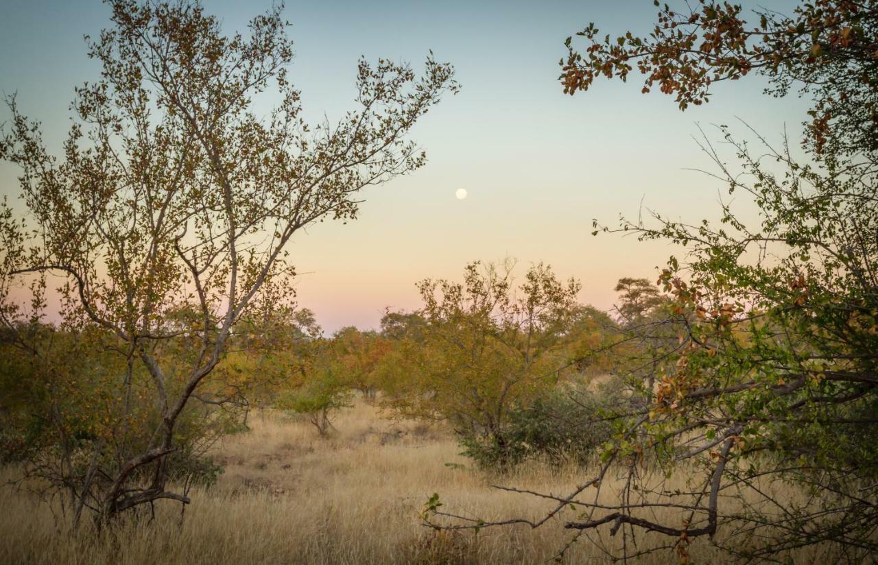 Mbizi Bush Lodge Grietjie Game Reserve 外观 照片